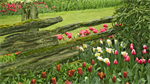 Fond d'cran gratuit de Fleurs - Jardins numro 66151